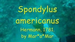 Spondylusamericanus04wmv [upl. by Ardnoyek]