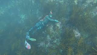 Freediving Eaglehawk Neck Tasmania crayfish [upl. by Ahsiyk]