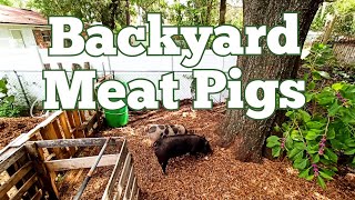 The Ultimate Guide to Raising Backyard Meat Pigs [upl. by Haimaj]