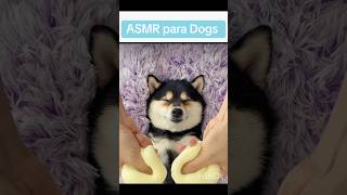 ASMR para Dog  Soa para Dogs shorts short [upl. by Corsetti591]