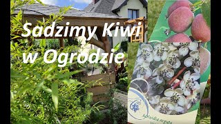 Actinidia Arguta sadzimy Kiwi w ogrodzie [upl. by Donia]