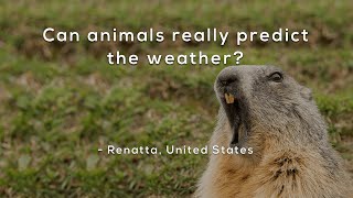 Can animals really predict the weather [upl. by Ahsiena]