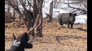 Bowhunting Wild Boar with Recurve in Saskatchewan [upl. by Eardnaed]