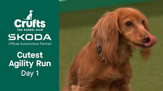 Your CUTEST Agility run from Day 1  Crufts 2023 [upl. by Okwu]