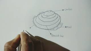 unio  how to draw unio  zoology practical record  mollusca  pelecypoda  zoologyrecord [upl. by Raynah]