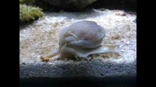 Meerwasser Schnecke  Nassarius coronatus [upl. by Amity892]