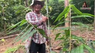 ไผ่ยักษ์…Dendrocalamus giganteusถ้าได้แบบนี้ ยั่งยืนแน่นอน [upl. by Fotina]