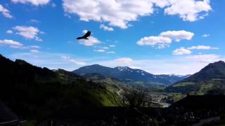 Hohenwerfen Greifvogelschau [upl. by Aerahs]