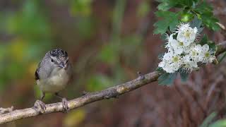 Female Spotted Pardalote Up Close Australian Native Birds Trims [upl. by Llertal627]