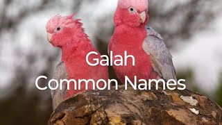 Galah Common Names birds birdslover birdslife birdspecies [upl. by Felizio]