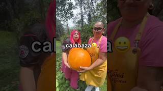 CALABAZA GIGANTE [upl. by Ahearn451]