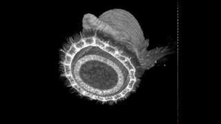 MicroCT scan of a bloodworm Glyceridae Polychaeta [upl. by Eanram190]