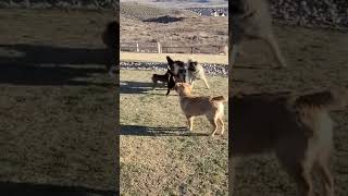 Pixie Plays with a Bernese Mountain Dog at Saratoga Ridge Park caucasianovcharka caucasianshepherd [upl. by Philbrook259]