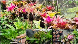 BROMELIADS PROPAGATION 🌿 BILIS MAGPADAMI 😮😮 [upl. by Imojean]