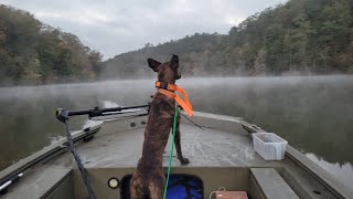 Squirrel hunting Mountain Cur dogs [upl. by Noremak]