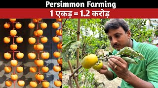 Meet the Expert Hot Climate Persimmon Grower in West Bengal  fuyupersimon persimonnursery [upl. by Archer]