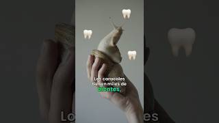 Los Caracoles Tienen Muchísimos Dientes 🦷 carcoles animal dientes curiosidadesanimales [upl. by Renato903]