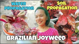 HOW TO PROPAGATE BRAZILIAN JOYWEED [upl. by Nevaeh]