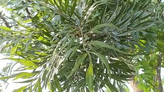 The Silver Oak tree  Grevillea robusta [upl. by Ttehr]