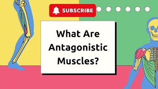 What Are Antagonistic Muscles  Educational Animated Video for Kids [upl. by Ynnavoj117]