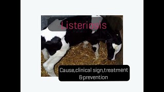 Listeriosis in cattle causeclinical signstreatmentprevention [upl. by Shushan]