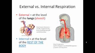 External and Internal Respiration Gas Exchange SIMPLIFIED [upl. by Condon]