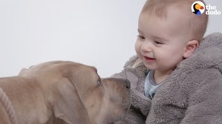 Kids Meet Pitbulls For The First Time  The Dodo [upl. by Aneek]