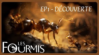 Découverte de Les Fourmis Bernard Weber EP1 Gameplay FR [upl. by Apicella]