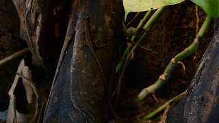 Anolis oculatus winstoni feeding [upl. by Ecirehc962]