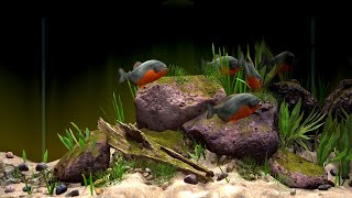 Relax with Piranha Biotope aquarium  Bể cá Piranha  Ho Minh paludarum [upl. by Evadnee]