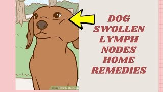 dog swollen lymph nodes home remedies  home remedies for swollen lymph nodes [upl. by Swanhildas241]