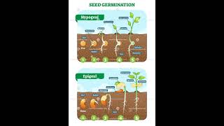 Difference between Hypogeal and Epigeal 🌱🌱  Seed Germination  Short videos ✨✨ ✨ [upl. by Eiramana97]