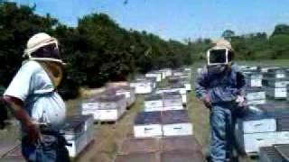 Beekeeping See How We Make Packaged Bees [upl. by Inor]