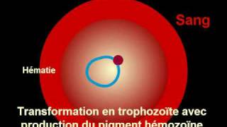 Cycle Plasmodium Malaria [upl. by Noteloc]