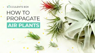 HOW TO MULTIPLY YOUR AIR PLANT COLLECTION FAST amp FREE  AIR PLANT PROPAGATION  PROPAGATE AIR PLANT [upl. by Ainalem216]