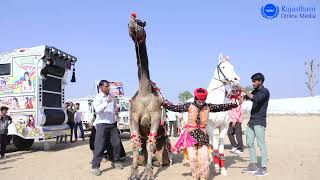 मारवाड़ी शादी में ऊंट घोड़ी ने किया जमकर डांस  New Rajasthani Dj Song  New Marwadi Horse Dance [upl. by Nesnar836]