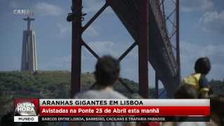 Giant spiders spotted in Portugal [upl. by Monahon]