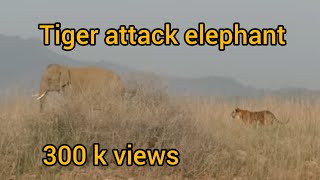 Tiger attacks Elephant par tiger ka hamala [upl. by Keller]