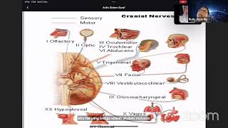 Anatomi Fisiologi Sistem Neurologi [upl. by Todd]