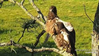 Decorah North 🦅🦅 A double heraldic pose simultaneously exploreorg 07 12 2022 [upl. by Olcott]