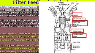 Filter Feeding in Polycheatas  Nutrition and Digestion in Lower Metazoans  Msc 1st year  Part 4 [upl. by Arno]