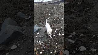 Puppy collecting seashells by the seashore [upl. by Enylodnewg]