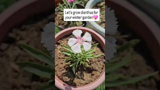 Grow dianthus from seeds shorts shortsfeed shortsviral shortsvideo trending ytshorts yt [upl. by Eelsha]