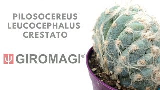 Pilosocereus leucocephalus crestato from GIROMAGI ITALY [upl. by Esetal]