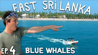 Sri Lankas MAGICAL Blue Whales  Searching in Trincomalee  Sri Lanka on 1000 [upl. by Jaret]