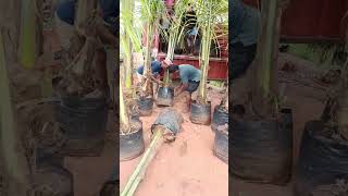 We bought coconut plants from Kadiam Nursery  We are loading coconut plants [upl. by Dene440]