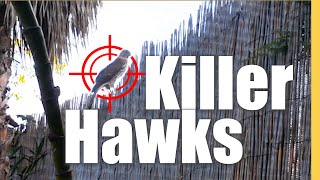 Killer Hawks In Garden Hunting my Songbirds amp what to do about it [upl. by Gherardo]