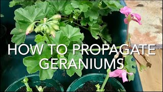 How To Propagate Geraniums How To Take Geranium Cuttings Plant Propagation [upl. by Sukcirdor]