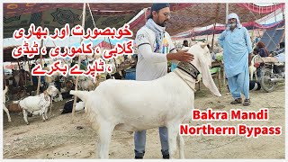 Bakra Mandi Rates Northern Bypass Maweshi Mandi 2023 [upl. by Lacagnia]