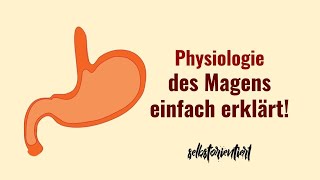 Physiologie des Magens einfach erklärt  Funktion  MagenDarmTrakt  Muskelkontraktion  Verdauung [upl. by Ecnal350]